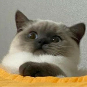 Meet your Posher, Gloria